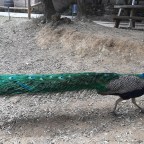 Visita a una Granja Aventura