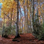 Bosque del Betato. Ibón de Piedrafita